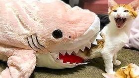 国产猫猫视频大全搞笑,国产猫猫视频大全欢乐无限